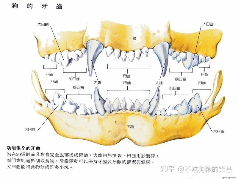 犬的牙齿犬眼球犬耳朵