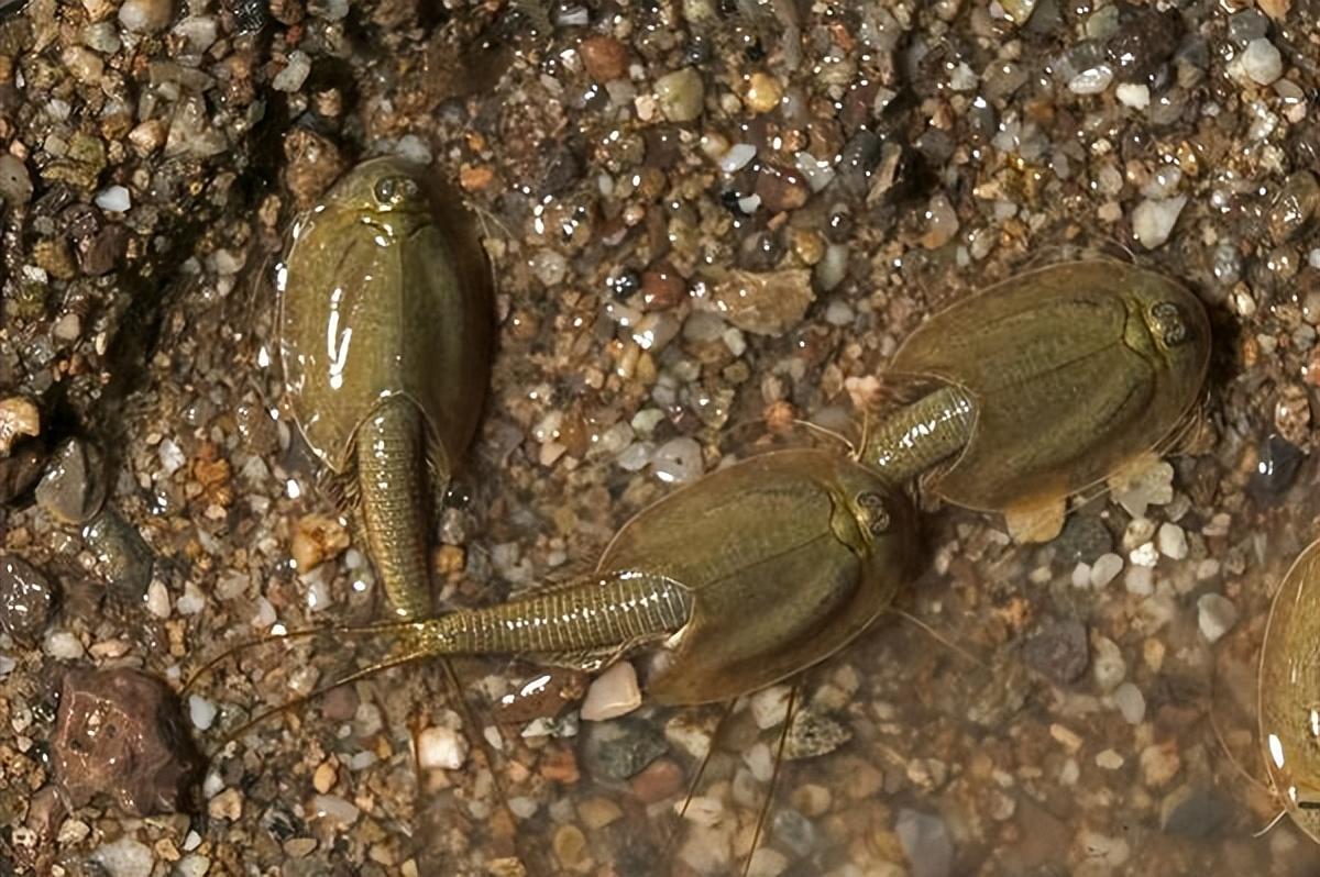 2亿年前生物现身小区池塘,俗称三眼恐龙虾,只能活90多天