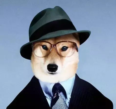 纽约最潮柴犬bodhi前来报道! - 知乎