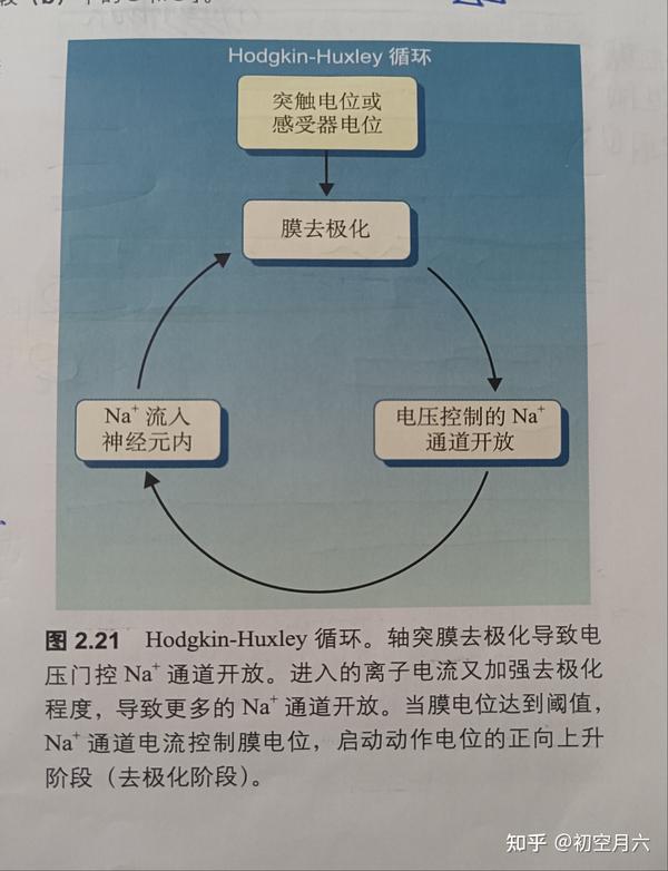 《认知神经科学》笔记//神经信号(第二章 细胞机制与认知) - 知乎