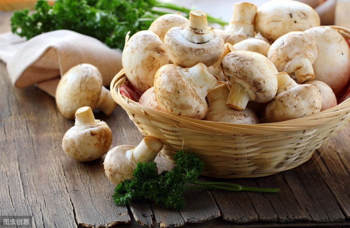 常见的食用蘑菇 常吃图片