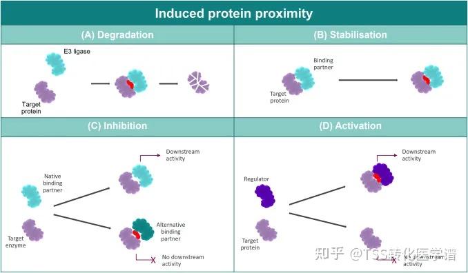 简述分子胶的四种分子作用机制 - 知乎