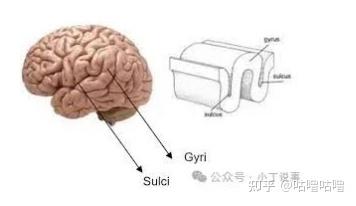 指纹是如何形成的? - 知乎