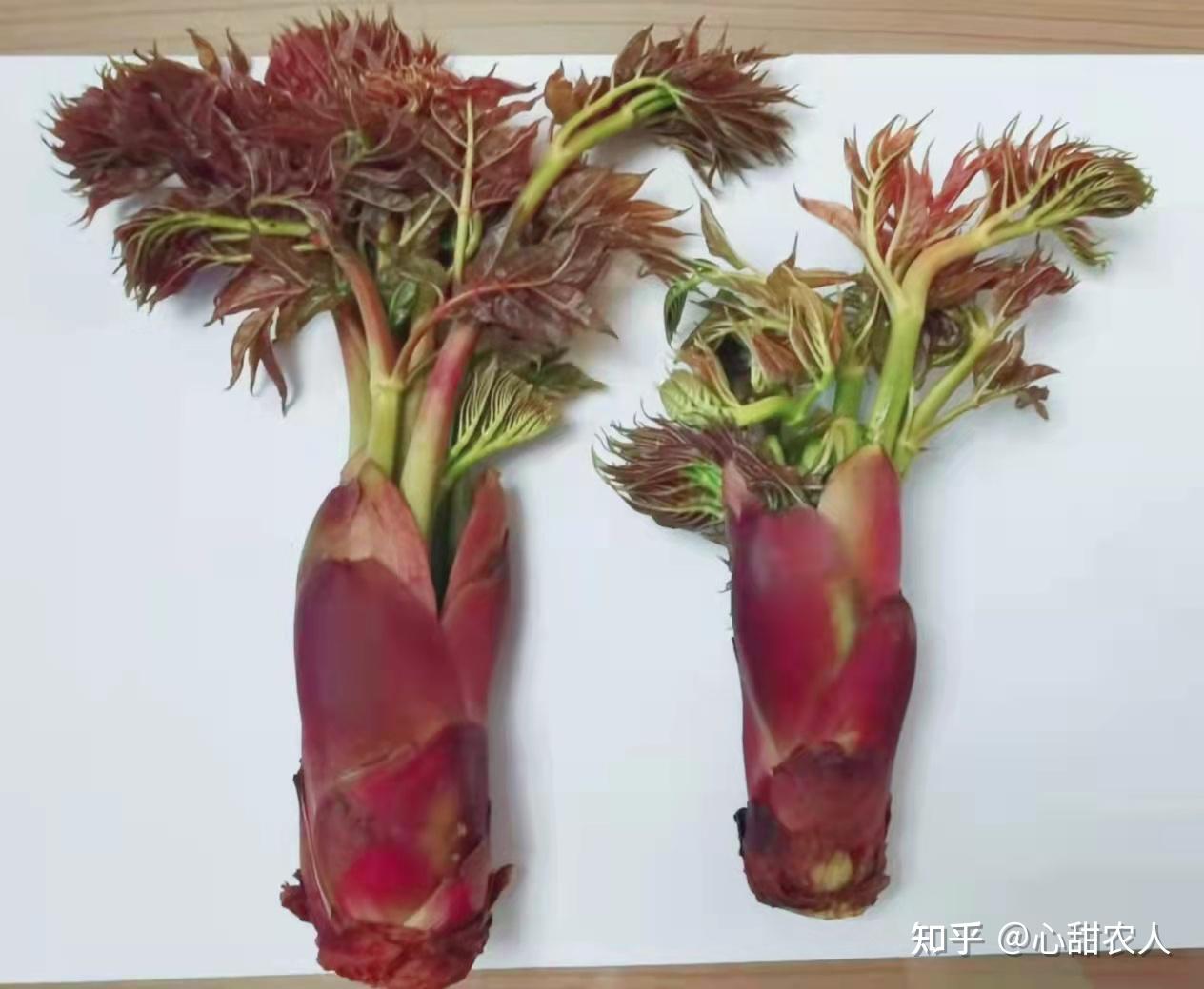 心甜公社刺脑包产品云南红 - 知乎