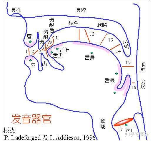 正式讲解前,大家需要仔细观察并了解发音器官的位置