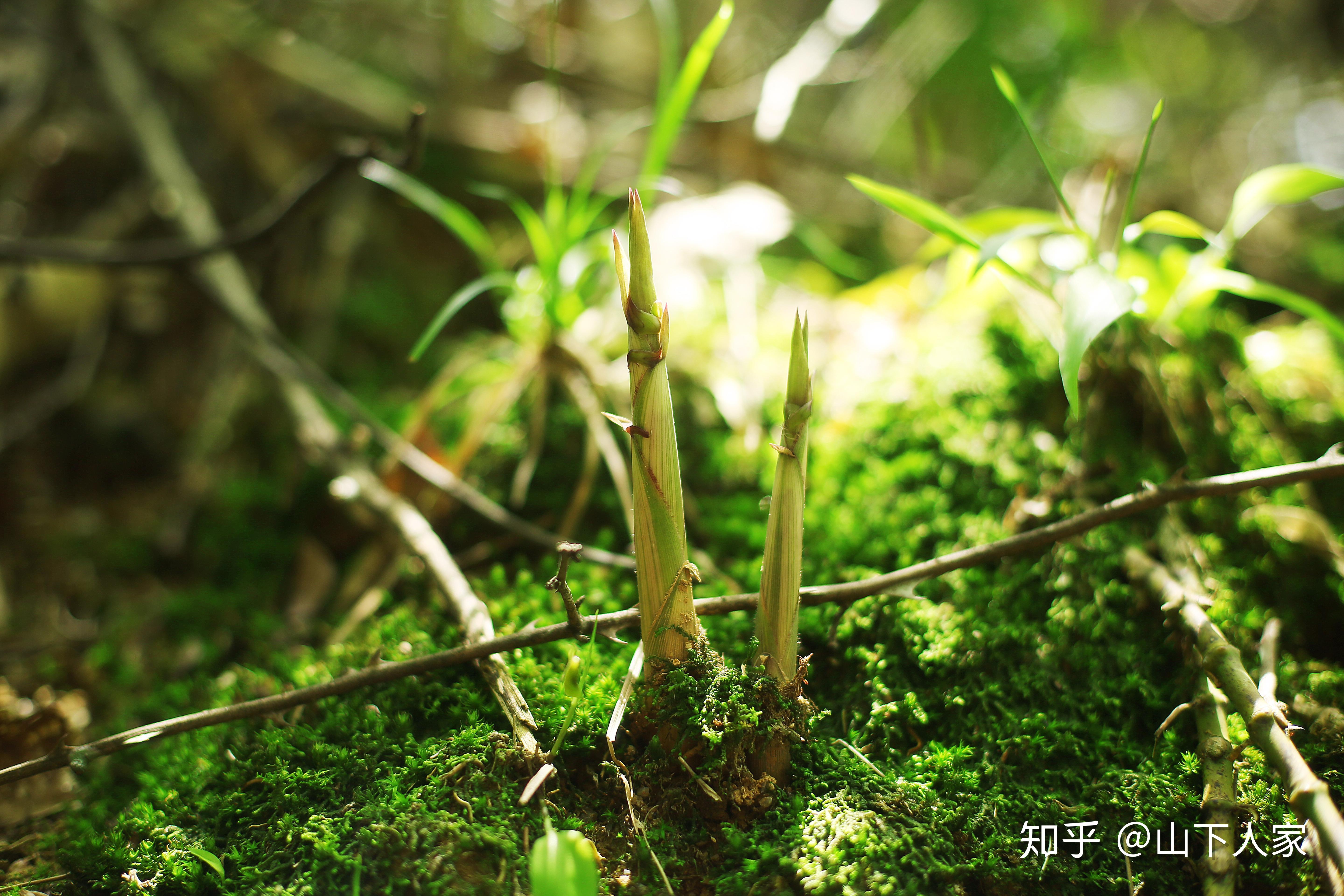 竹笋实际上春笋里面还要分毛笋和竹笋.