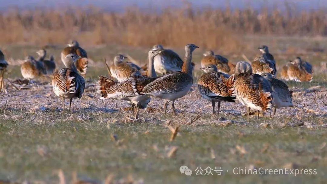 歷時7年200餘個建議將綠會保護地納入國家重要陸棲野生動物棲息地名錄