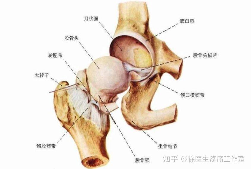 人體主要韌帶解剖起止點