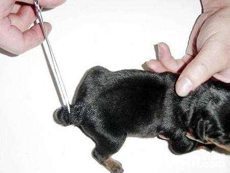 电臀王柯基一出生就要遭受断尾之痛狗狗断尾真的有必要吗