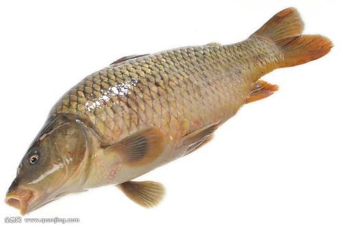 用什么小药黑坑臭底水肥滑鱼