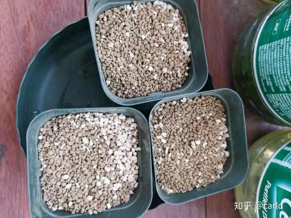 学会了这种传说中的 撞墙2 0扦插法 以后养花不用花钱买花苗 知乎