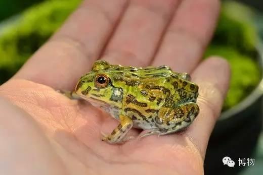 蛤中至尊非洲牛蛙