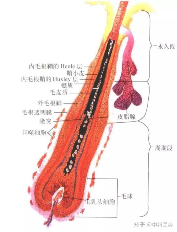 毛发的结构及毛发的干细胞 知乎