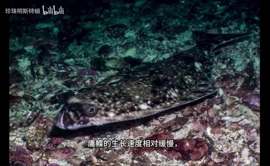 你可能吃过的“巨型比目鱼” 最大鲽形目-庸鲽属的简单介绍 - 知乎