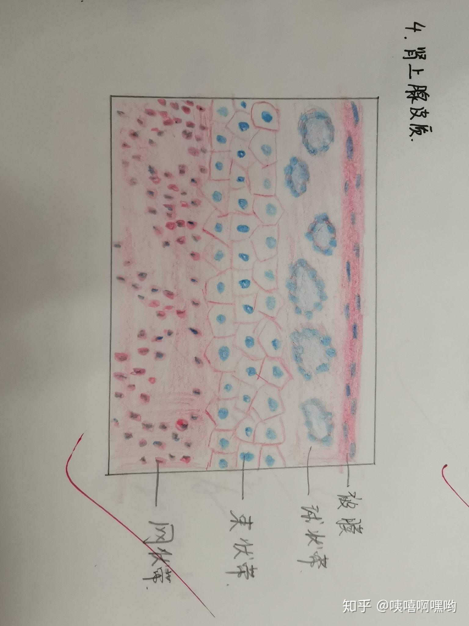 组胚红蓝铅笔手绘 