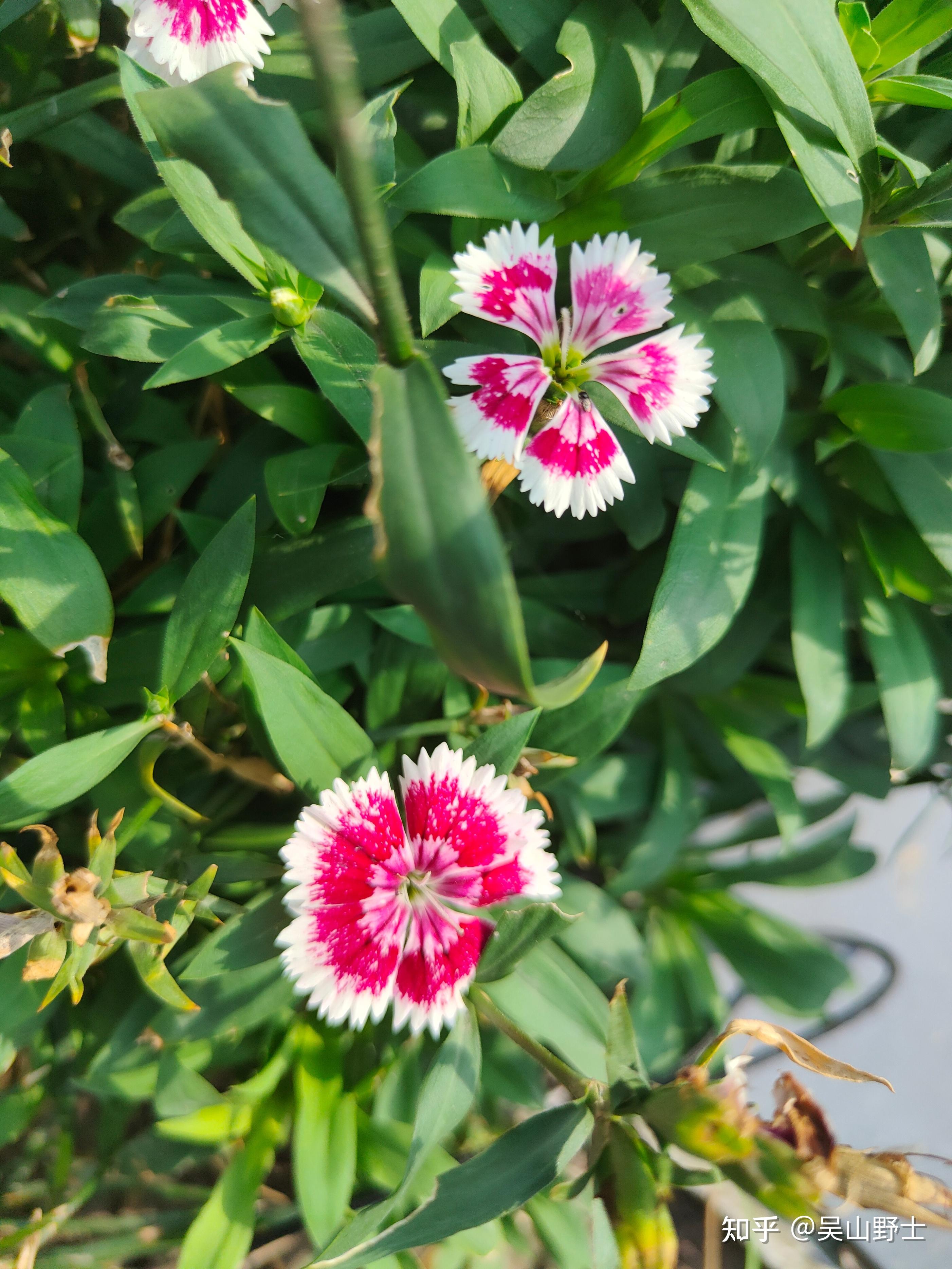 七绝十样景花平水韵