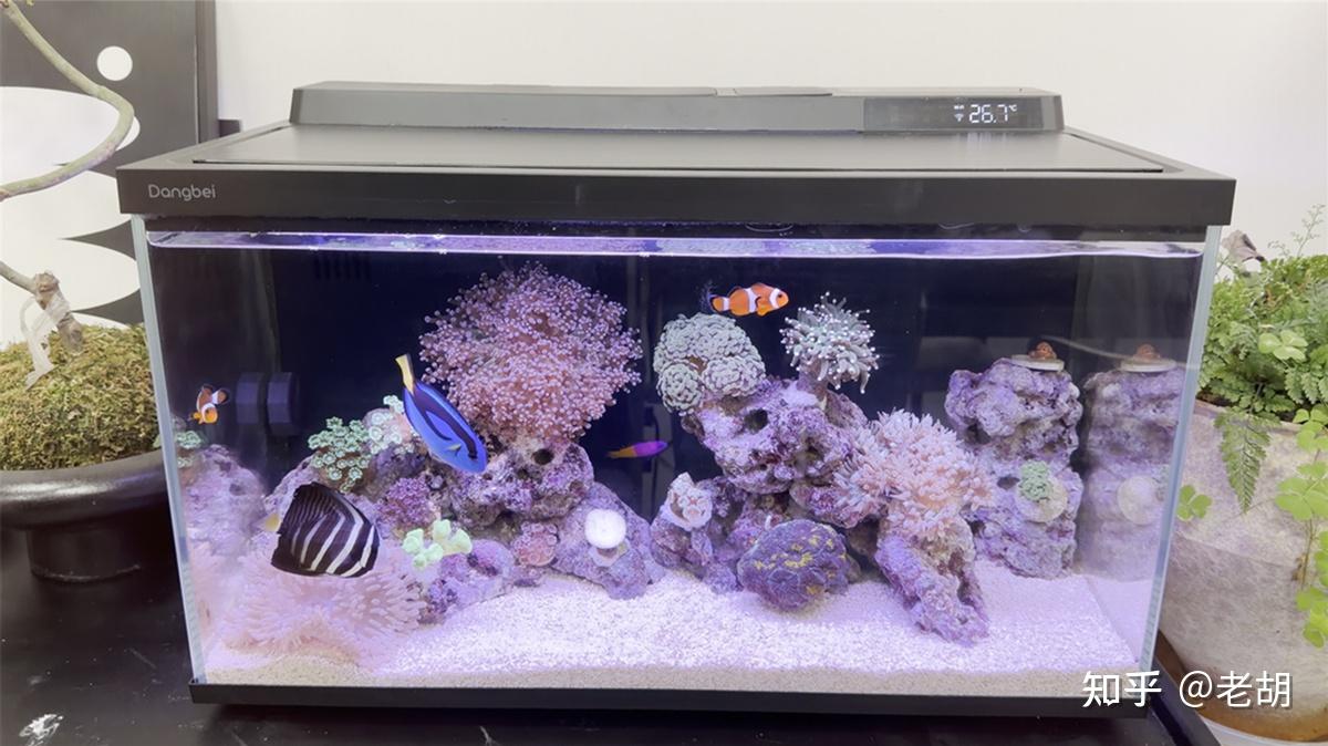 送爸爸一台鱼缸好不好?当贝2S Ultra零门槛养鱼