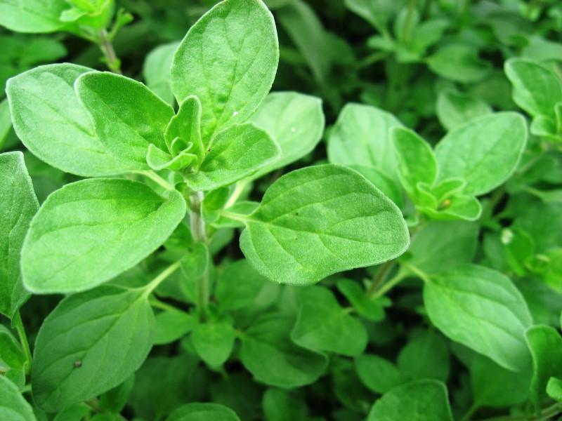 马郁兰精油缓解疼痛抗病毒