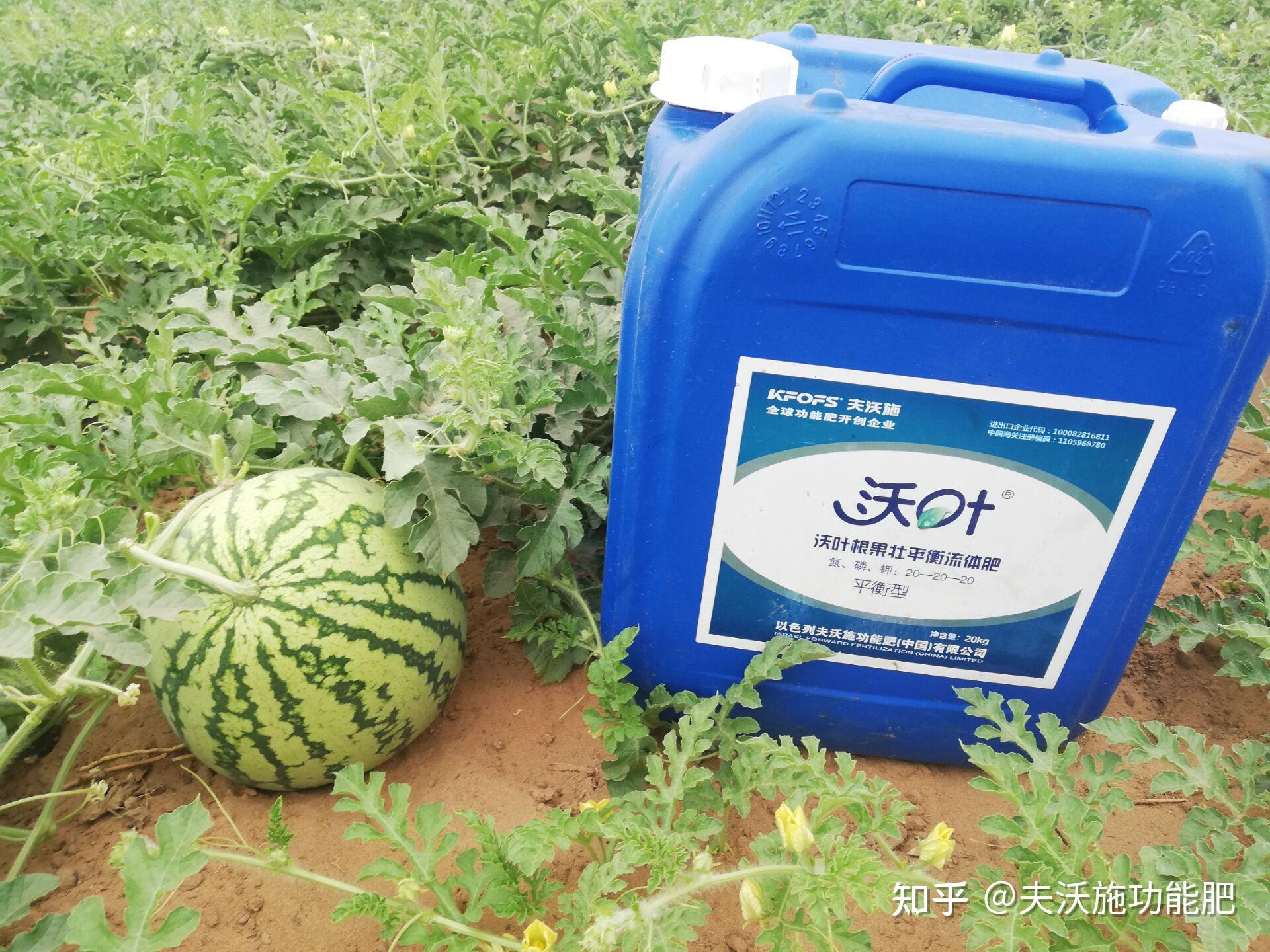 西瓜怎么施肥,用什么肥料好? - 知乎