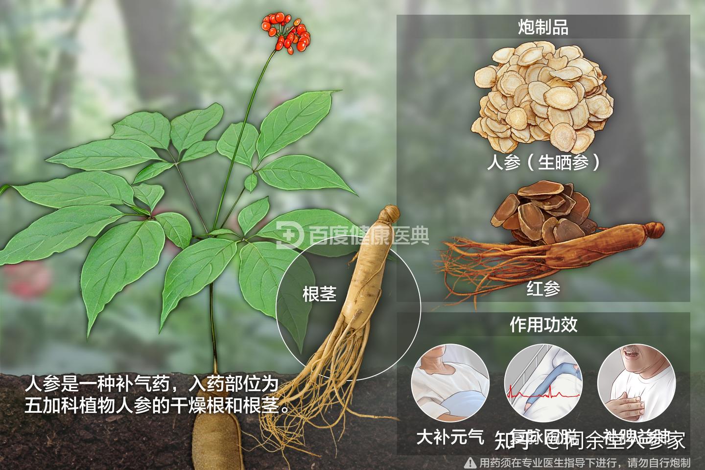 人参详解:人参的功效与作用 - 知乎