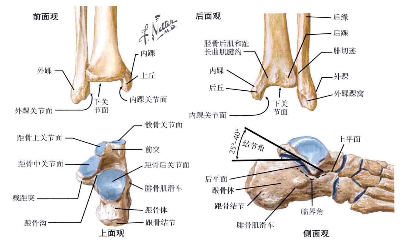 足和踝关节解剖图图片素材-编号03955772-图行天下