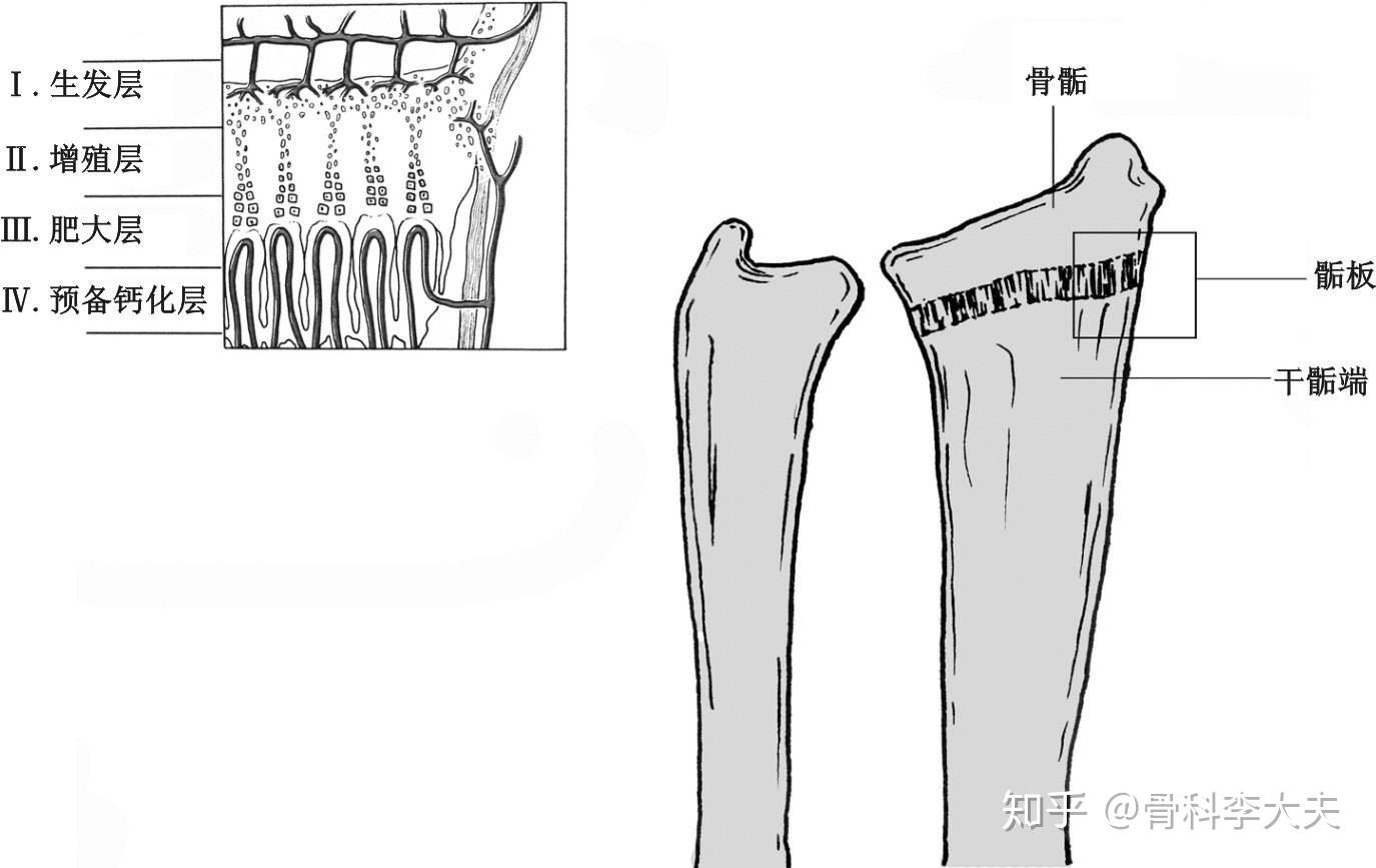 怎样证实骺板使人体骨骼延长的