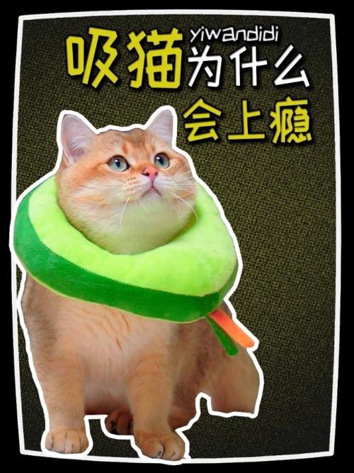 吸猫上瘾原理:吸猫为什么会上瘾?这些重要的原因你要知道
