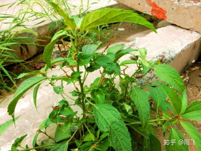 农村常见的野草,是治小孩疳积的良药,农民却把它当杂草 - 知乎