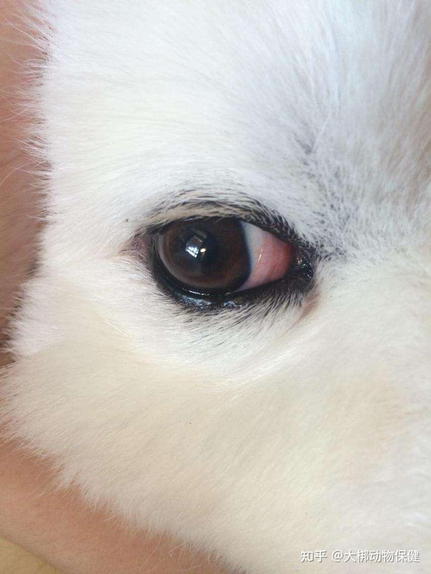 狗狗眼睑炎早期图片图片