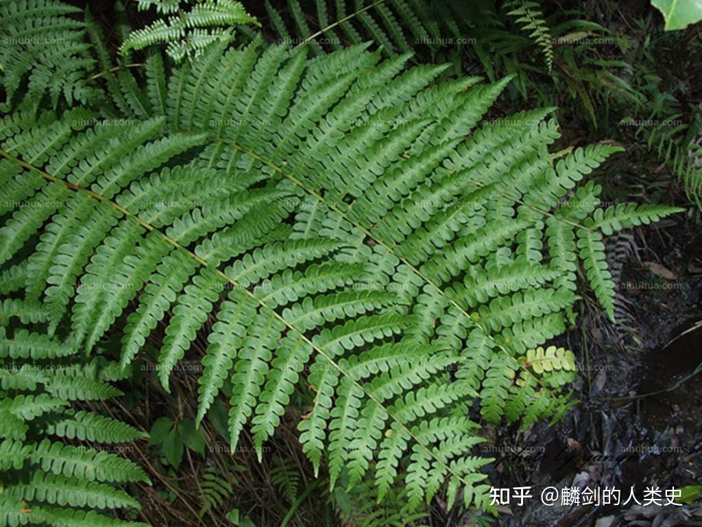 地球生物全系列植物篇真蕨门原始薄囊蕨纲
