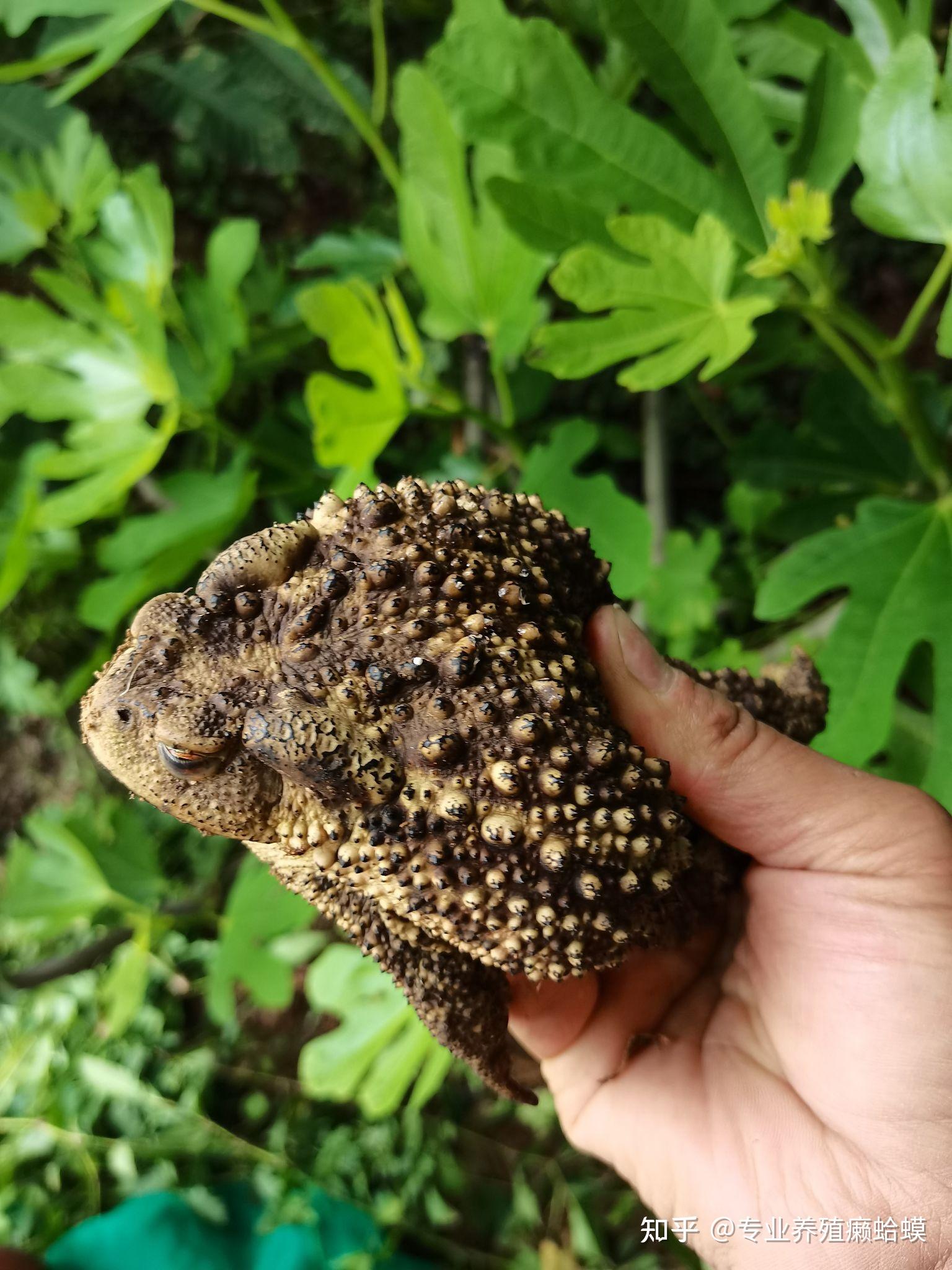 癞蛤蟆的功效作用有哪些 蟾蜍治疗偏方药引子 蟾蜍癞蛤蟆怎么治疗食用