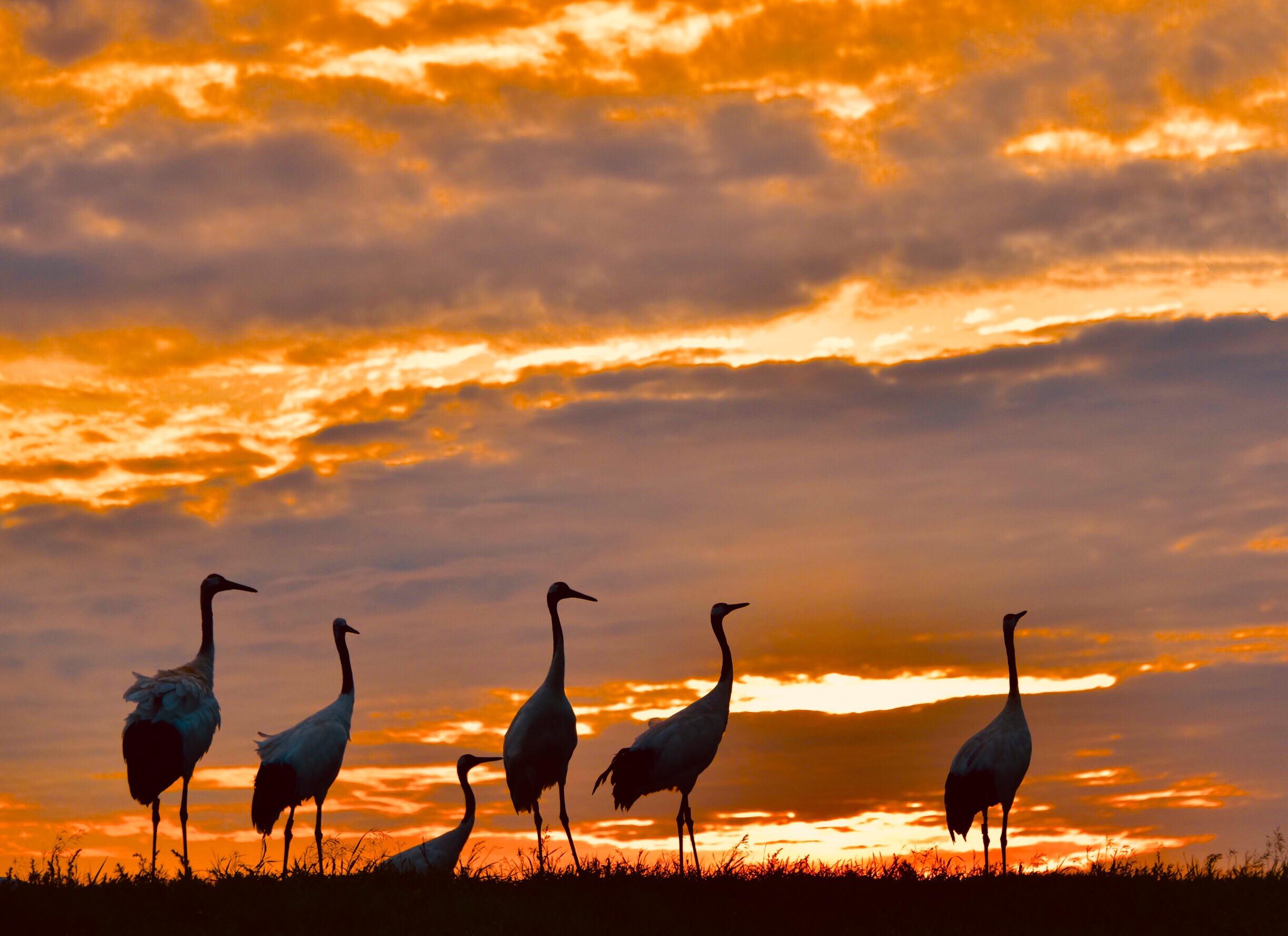 云蒸赤霞鹤韵姿