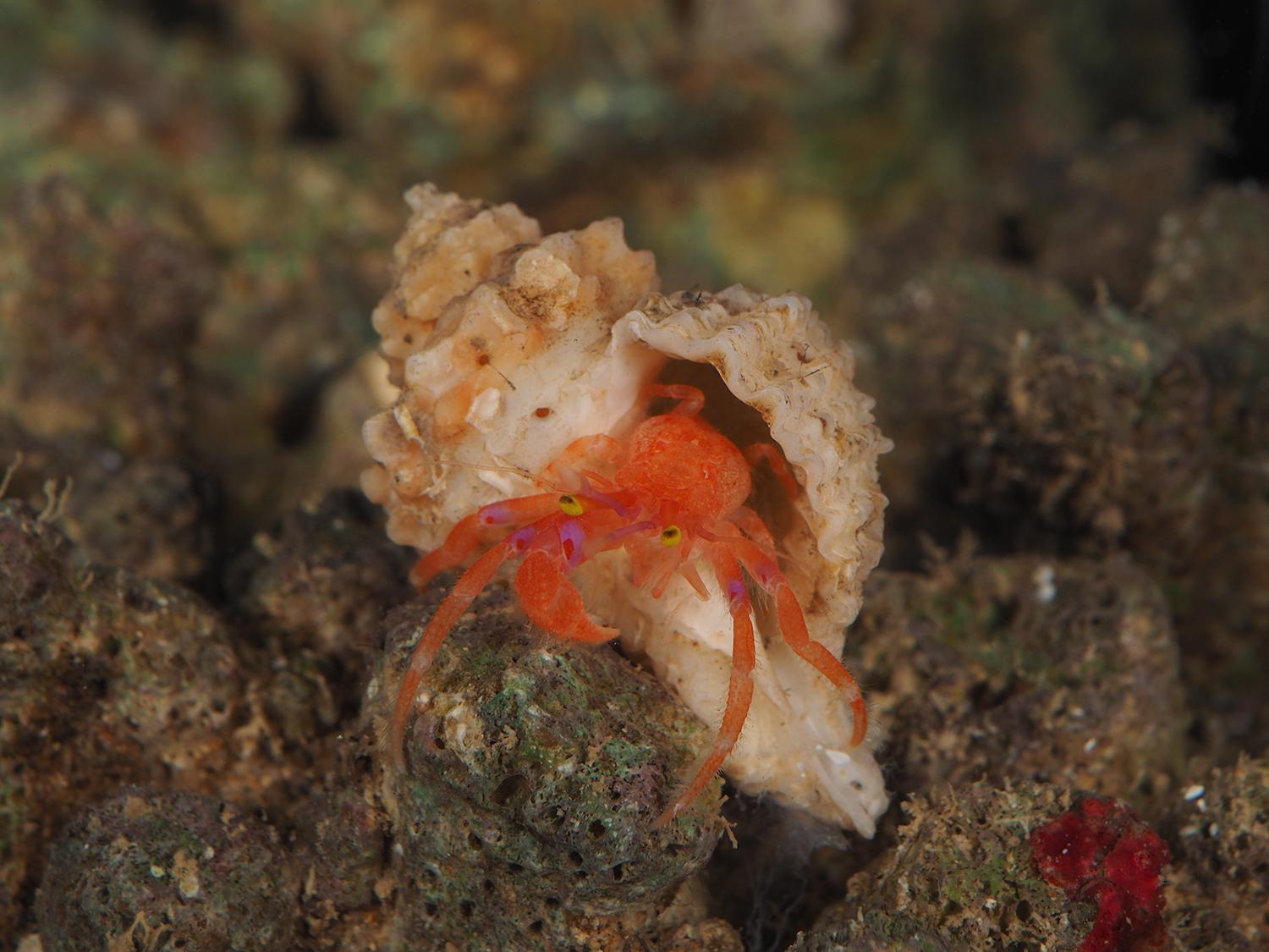 中国海寄居蟹总科图鉴