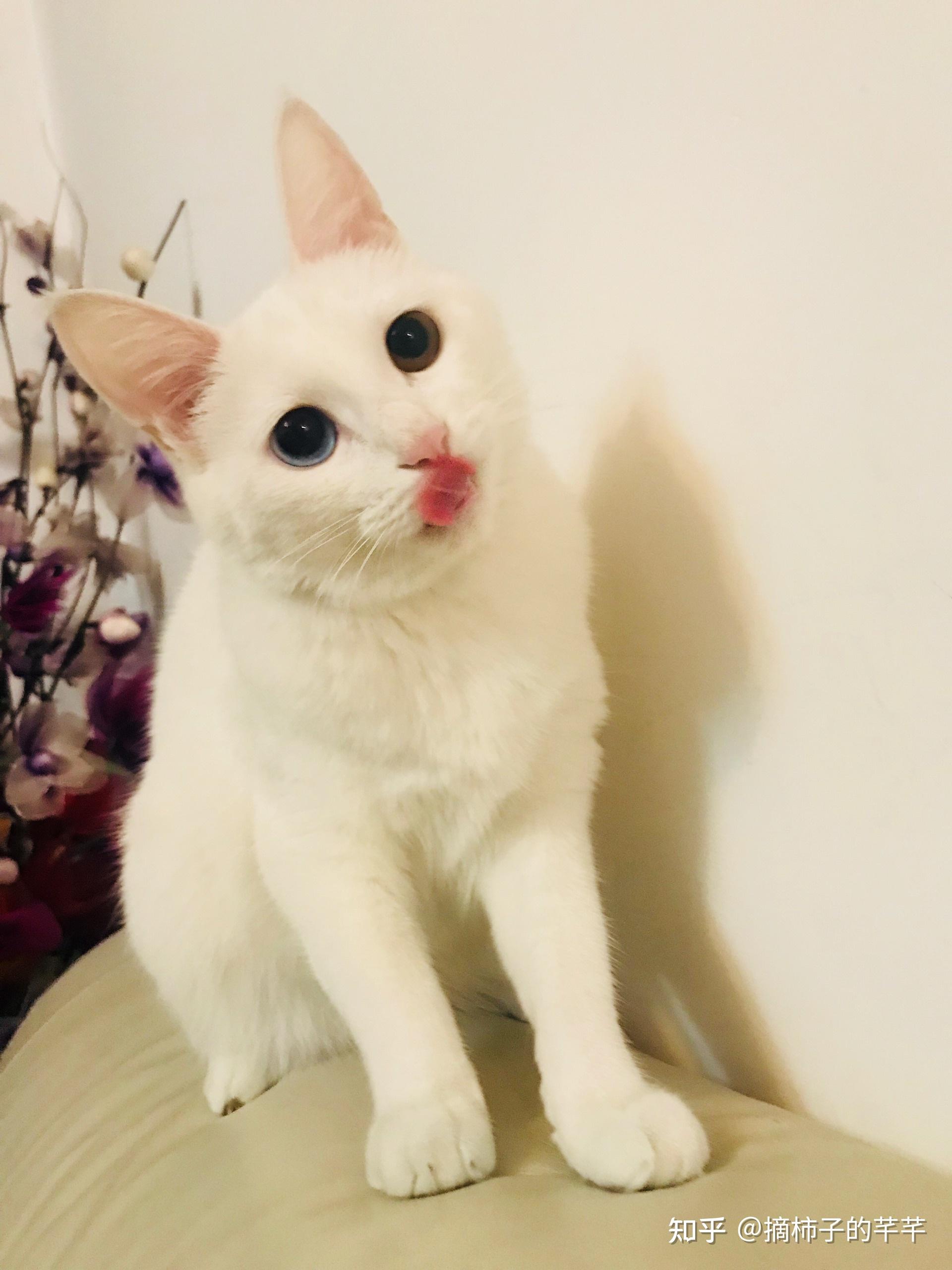 你给猫咪拍过最好看的照片是哪一张?