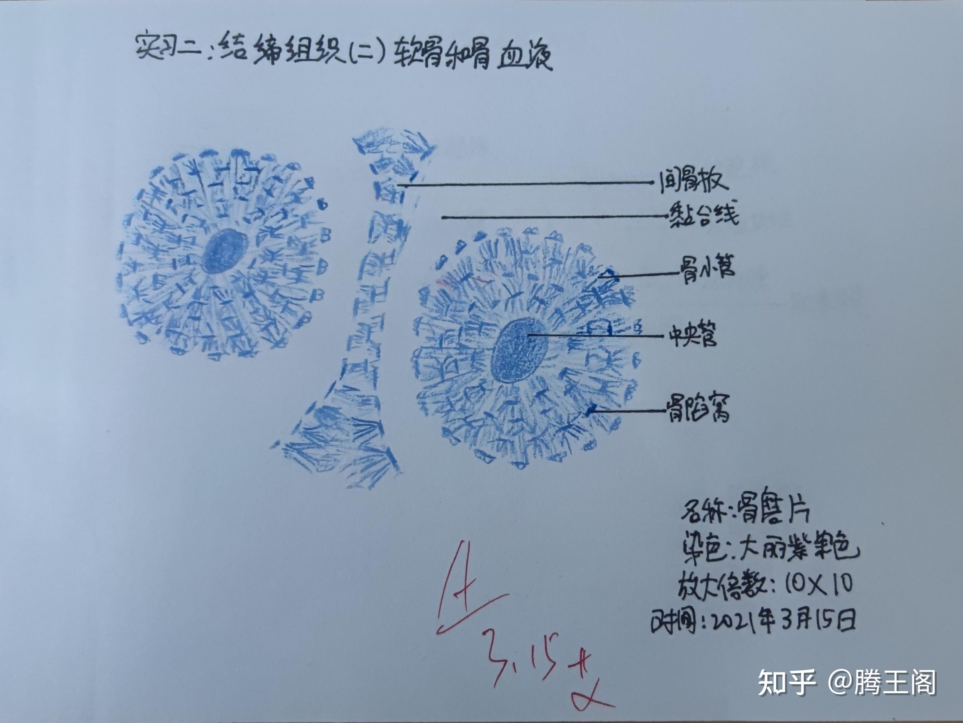 组织学与胚胎学实验画图作业——手绘图 