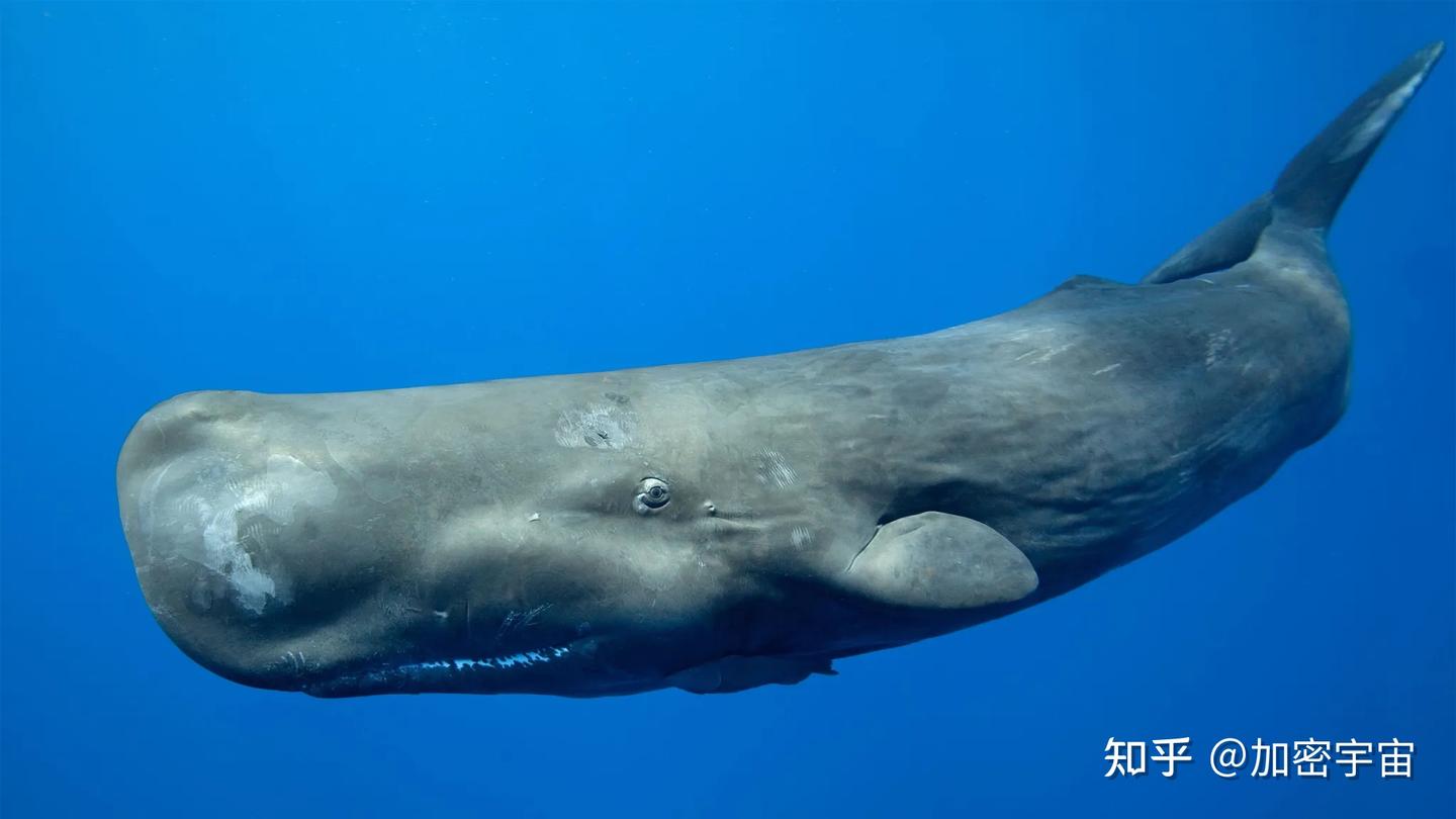 人类发现鲸鱼使用的语言了- 知乎