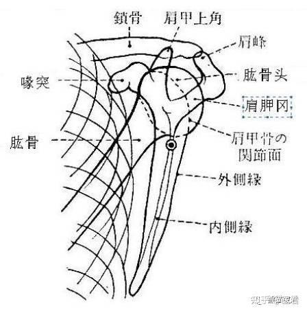 冈上肌出口位(y位)的投照方法,相关解剖及临床意义(全面!实用!