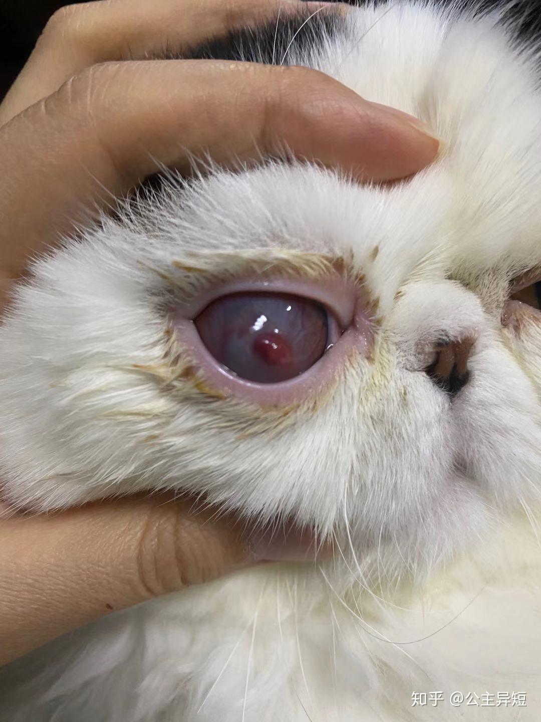 猫咪角膜溶解溃疡病例回访