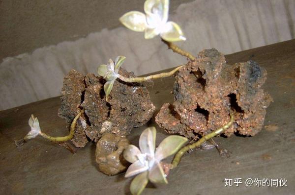 煤炭燃烧后的煤渣,用来种花,再也不怕盆土板结和烂根