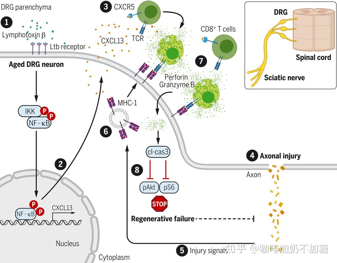 文献分享机制篇science揭示cd8t细胞和神经元的相互作用可能是导致