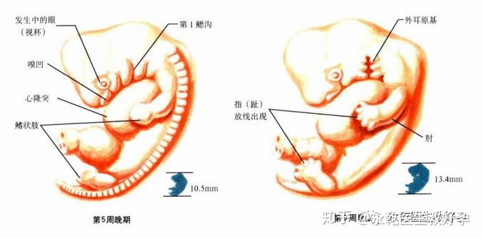 好孕问答