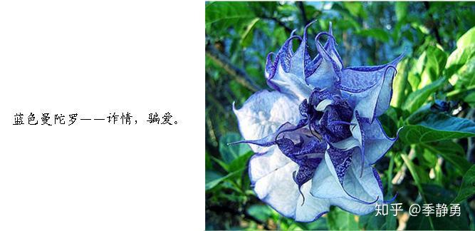 医药故事第22讲 火照之路——彼岸花的悲伤回忆 - 知乎