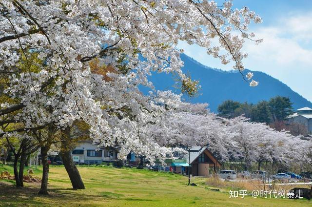 河口湖櫻花來日本一定要看的美麗景象