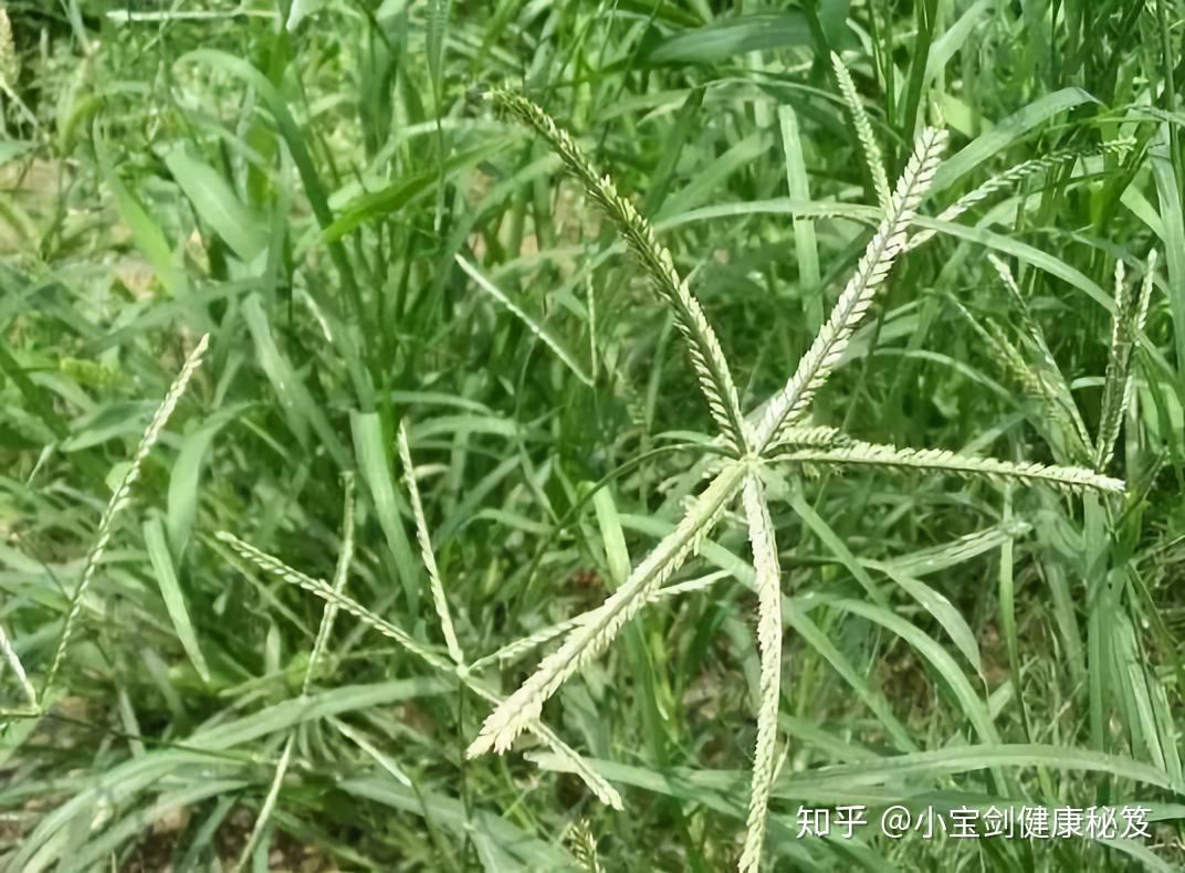 科学网—20210522——柳叶马鞭草（Verbena bonariensis L） - 栗茂腾的博文