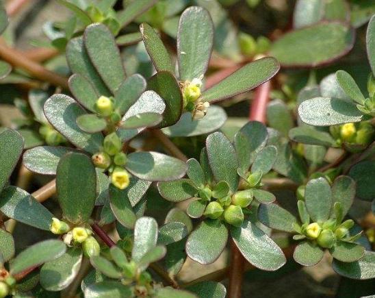 路边的杂草马齿苋,护发乌发治疗白发