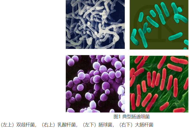 益生菌为什么突然这么火?真的有用么? - 知乎