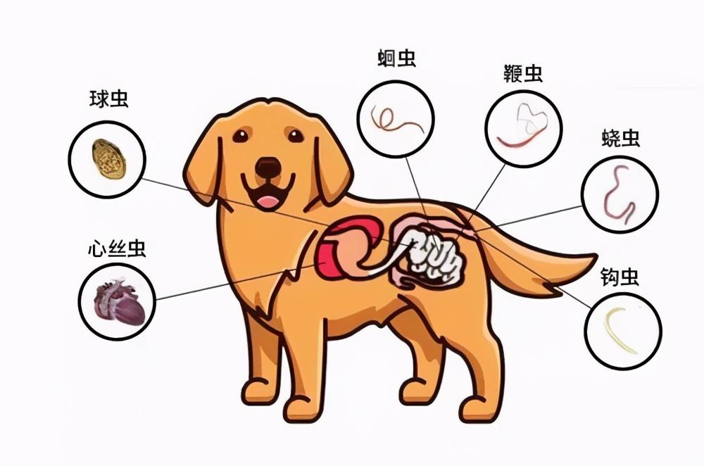 狗狗体内寄生虫主要分为绦虫,蛔虫,线虫等.