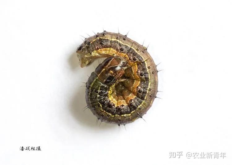 寄生蝇 -----蛹中的寄蝇(寄蝇成虫,寄蝇蛹壳,被寄生的草地贪夜蛾蛹)草