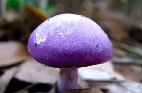 微信开源框架_微信小程序开发框架_微信小程序开发框架