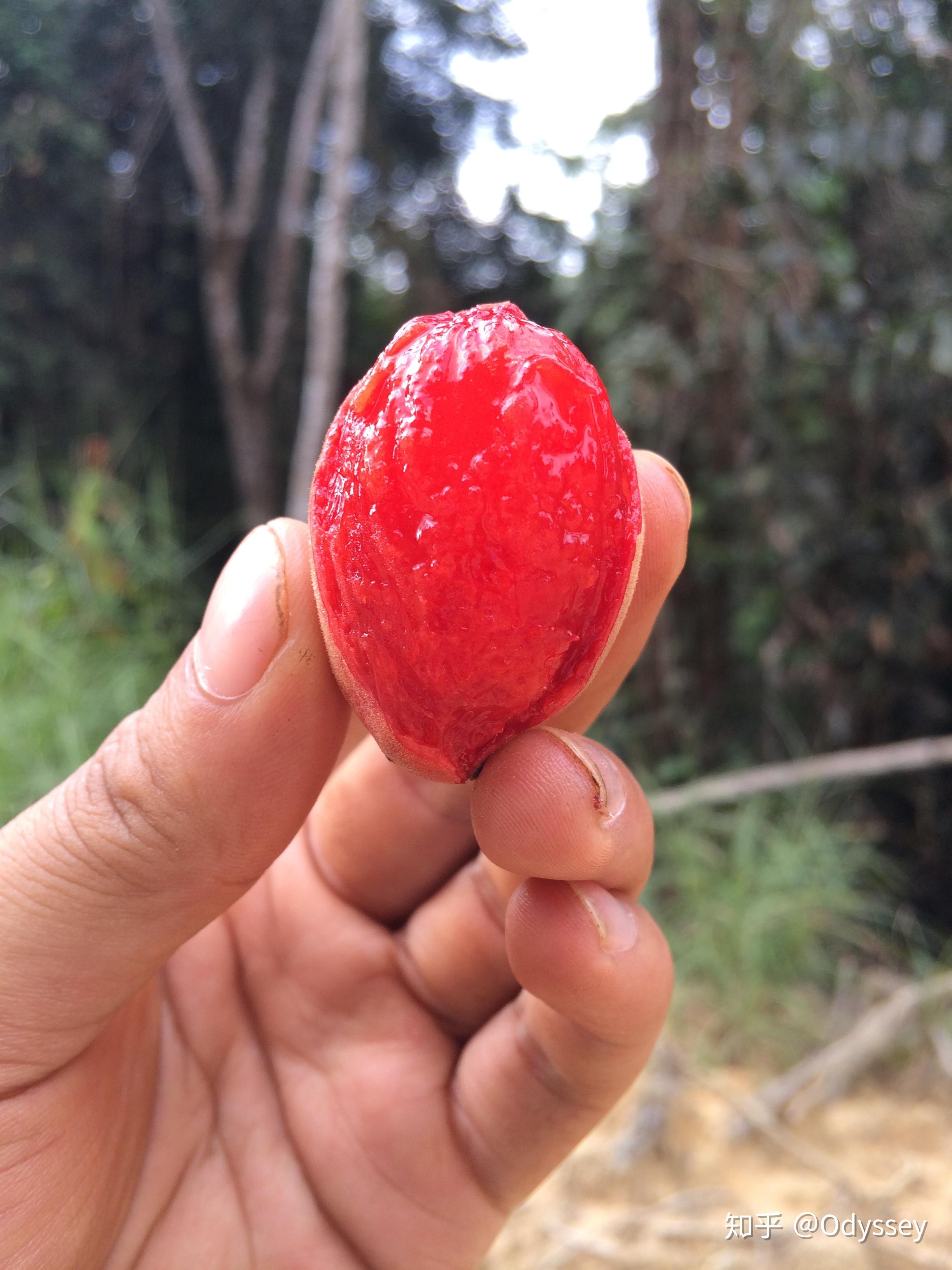 饕餮盛宴非洲人都吃什么